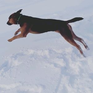 Meet your Posher, Ophelia